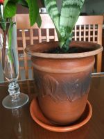 Лот: 23565669. Фото: 3. Тещин язык. Сансеверия в керамическом... Растения и животные