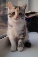 Лот: 6736669. Фото: 4. Персидско-курильский бобтейл... Красноярск