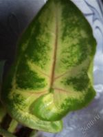 Лот: 2783358. Фото: 2. сингониум Mango Allusion. Комнатные растения и уход