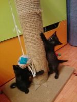 Лот: 11291423. Фото: 3. Котенок. Растения и животные