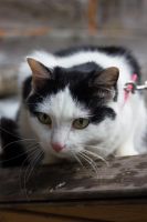 Лот: 6268166. Фото: 3. Стерилизованная ласковая кошка... Растения и животные