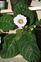 Лот: 4336192. Фото: 6. Глоксиния белая с черными точками