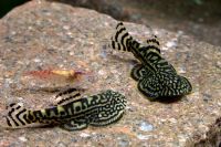 Лот: 6769955. Фото: 4. Севелия разлинованая - Sewellia... Красноярск