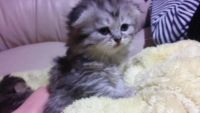 Лот: 3706804. Фото: 3. Шотландские вислоухие котятки... Растения и животные