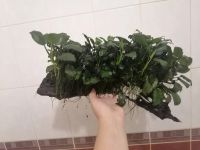 Лот: 23562760. Фото: 3. Анубис на манговой коряге. Растения и животные