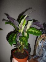 Лот: 4848474. Фото: 4. Калатея. торги только один день. Красноярск