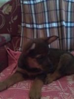 Лот: 1903676. Фото: 2. Щенки, Черные, Рыжие на пристрой... Животные и уход