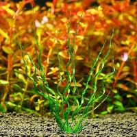 Лот: 14666364. Фото: 3. Эхинодорус Везувий (Echinodorus... Растения и животные