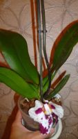 Лот: 5710298. Фото: 5. Орхидея фаленопсис F57(отцвела...
