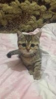 Лот: 4577551. Фото: 6. Британские пятнистые котята с...