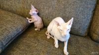 Лот: 13049350. Фото: 4. Котенок сфинкс. Красноярск
