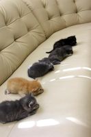Лот: 3115504. Фото: 3. Котята в добрые руки - осталось... Растения и животные