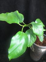 Лот: 13592360. Фото: 2. Хойя Hoya Lasiantha. Комнатные растения и уход