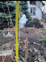 Лот: 22174443. Фото: 3. Саженцы манжурского ореха. Для дачи, дома, огорода, бани, парка