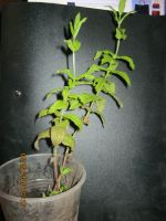 Лот: 11542168. Фото: 3. мята - ваниль. Для дачи, дома, огорода, бани, парка