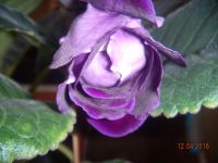 Лот: 7330421. Фото: 7. Глоксиния цветущая махровая. Цена...