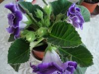 Лот: 4060036. Фото: 2. Глоксиния (клубень с ростком). Комнатные растения и уход