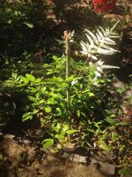 Лот: 5660671. Фото: 2. Астильба японская белая Вашингтон. Семена, рассада, садовые растения