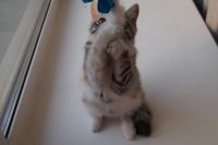 Лот: 6736669. Фото: 3. Персидско-курильский бобтейл... Растения и животные