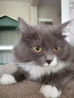 Лот: 17885025. Фото: 4. Котёнок мейн-кун. Красноярск