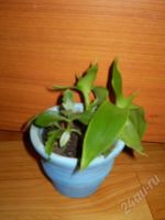 Лот: 33911. Фото: 3. золотой ус + зеленушечка+глинянный...