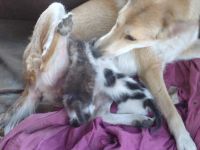 Лот: 9750790. Фото: 2. котопесики. Животные и уход