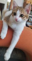 Лот: 17705416. Фото: 2. Кошечка котенок черепашка. Животные и уход