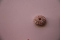 Лот: 4889167. Фото: 5. Морские сферы. На выбор