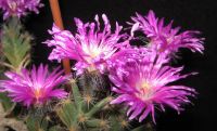 Лот: 21590767. Фото: 4. Trichodiadema densum триходиадема... Красноярск