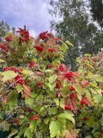 Лот: 25296286. Фото: 11. 3-комн. дача , село Арейское село...