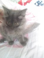 Лот: 6334167. Фото: 2. Кот ищет новый дом. Животные и уход