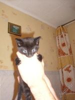 Лот: 156189. Фото: 2. Василий Тёркин!!! Для удобства... Животные и уход