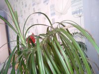 Лот: 14902280. Фото: 2. Драцена. Комнатные растения и уход