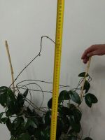 Лот: 22223045. Фото: 2. Хойя. Комнатные растения и уход