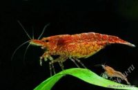 Лот: 1782934. Фото: 2. Вишневые креветки (Neocaridina... Аквариумистика