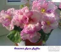 Лот: 10334848. Фото: 2. Фиалка Rosie Ruffles (D. Harrington... Комнатные растения и уход