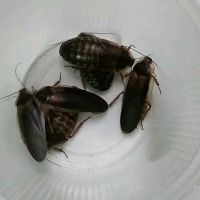 Лот: 11546161. Фото: 2. Аргентинские тараканы. Животные и уход