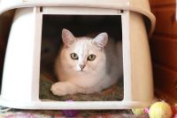 Лот: 3538723. Фото: 3. Британская шиншилла Ириска. Растения и животные