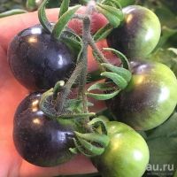 Лот: 9124262. Фото: 2. Черные помидоры Indigo Rose семена... Семена, рассада, садовые растения