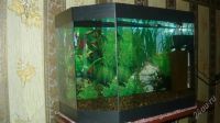 Лот: 742512. Фото: 2. панорамный аквариум. Аквариумистика