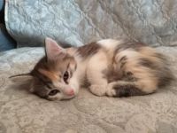 Лот: 16014311. Фото: 2. Котёнок с лотком. Животные и уход