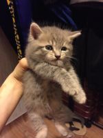 Лот: 6641118. Фото: 2. Вислоухие прямоухие котята Скотиш-фолд. Животные и уход