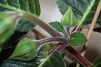 Лот: 5304356. Фото: 4. Глоксиния 3 тигрина синяя (зацвела... Красноярск