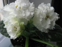 Лот: 4058474. Фото: 3. Фиалка ЛЕ-Оригами, лист. Растения и животные