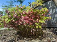 Лот: 25397236. Фото: 2. Горянка красная Rubrum. Семена, рассада, садовые растения