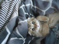 Лот: 4721870. Фото: 5. Шикарная вислоухая кошечка! Возможен...