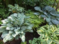 Лот: 4268623. Фото: 7. хоста 'Биг Дедди' ( hosta Big...