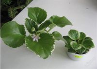 Лот: 2415086. Фото: 2. Детка фиалки Frosty froliс или... Комнатные растения и уход