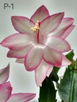 Лот: 14978036. Фото: 2. Декабристы, шлюмбергеры черенки. Комнатные растения и уход