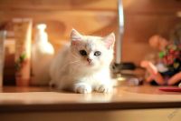Лот: 4629654. Фото: 4. Британский котёнок (мальчик 3... Красноярск